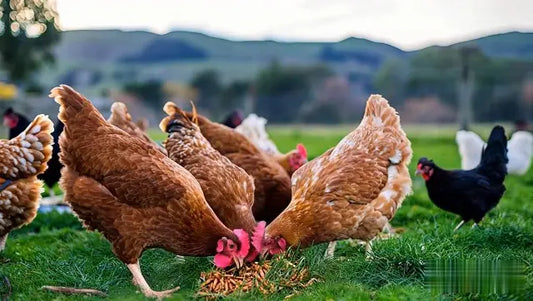 Summer Chicken Care Tips: Keep Your Flock Cool and Healthy