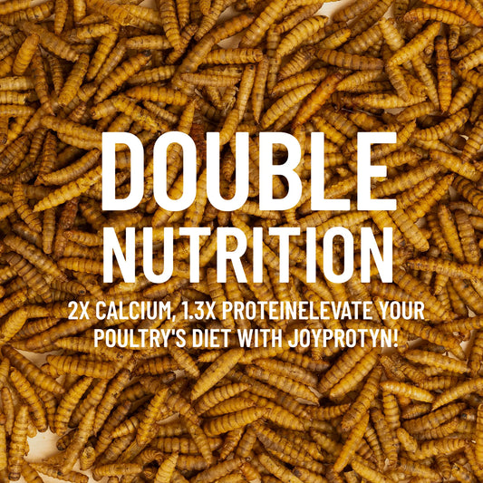 Dried Black Soldier Fly Larvae by Joyprotyn | 24H Shipping