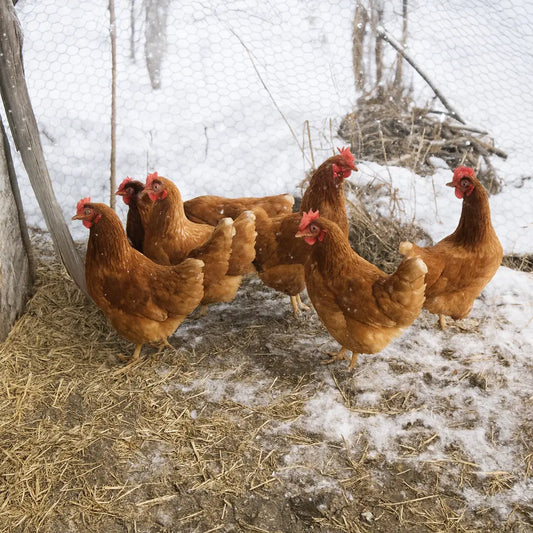 How to Keep Egg Production Strong During Shorter Days