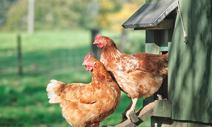 The Canadian Coop Survival Guide: Why Post-Winter Molting Demands 43% Insect Protein