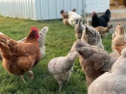 Backyard hens foraging together on grass