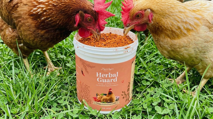 Two hens eating Joyprotyn Herbal Guard feed topper