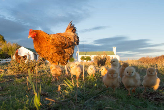 10 Must-Know Tips for Raising Chickens at Home