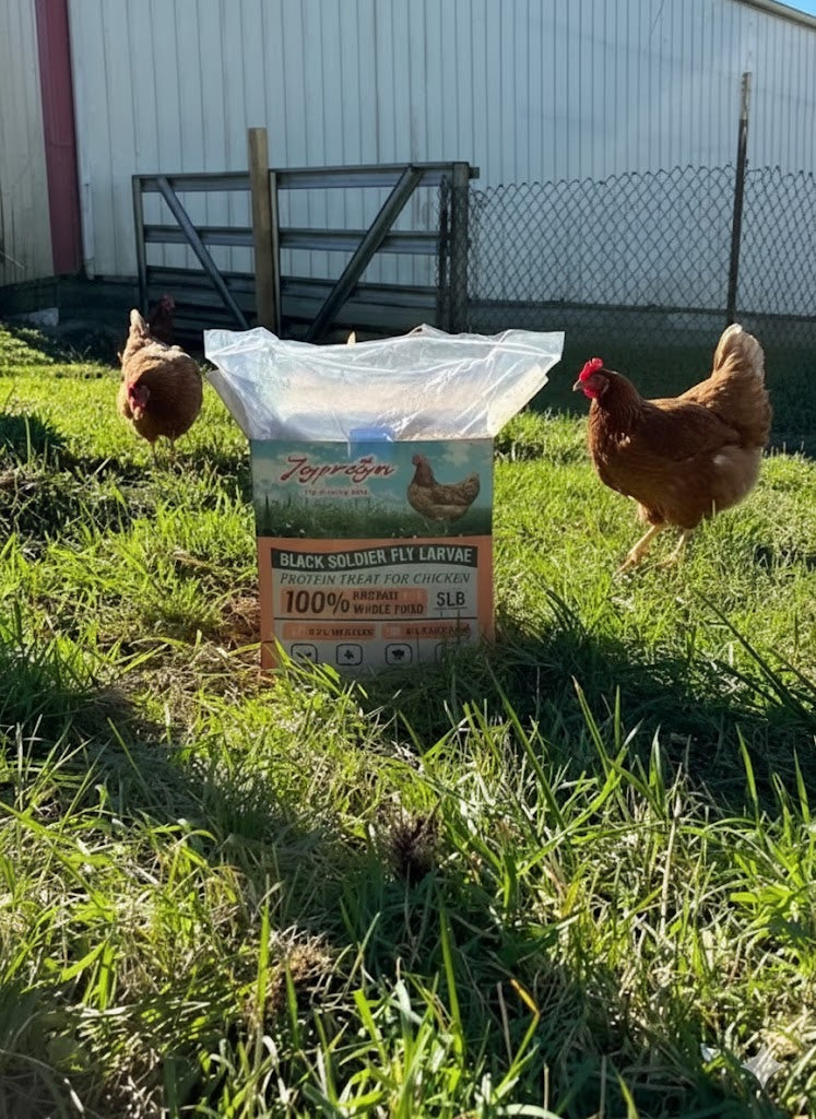 What Are Black Soldier Fly Larvae and Why Chickens Love Them