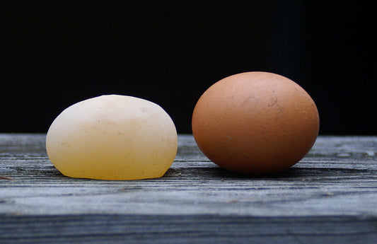 Why Your Chickens Lay Soft-Shell Eggs (And How to Fix It Fast)