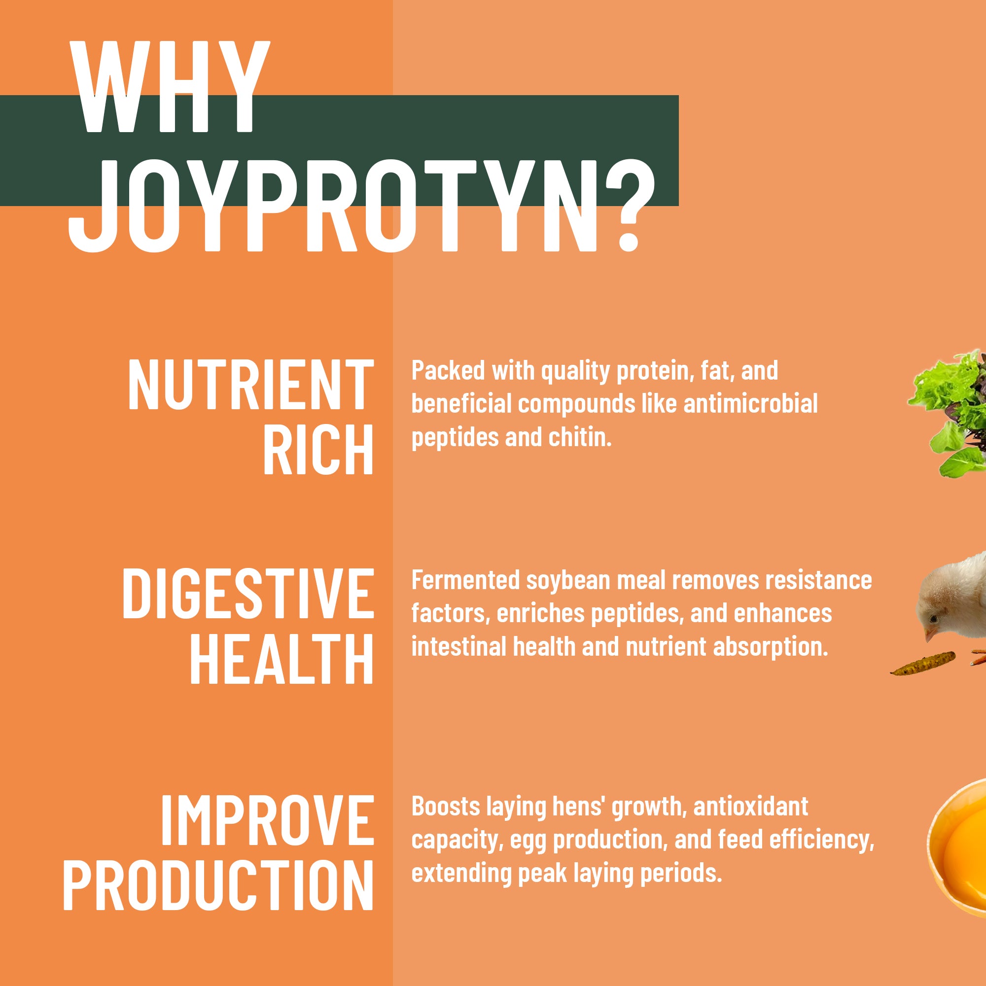 Dried Black Soldier Fly Larvae by Joyprotyn | 24H Shipping