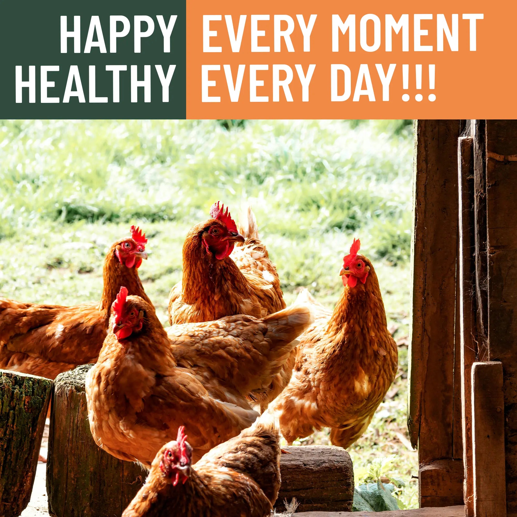 Dried Black Soldier Fly Larvae by Joyprotyn | 24H Shipping