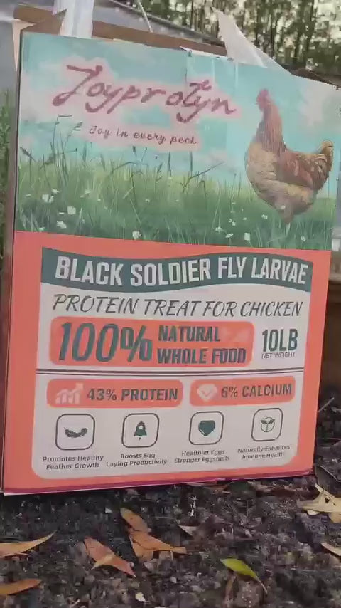 Dried Black Soldier Fly Larvae by Joyprotyn | 24H Shipping